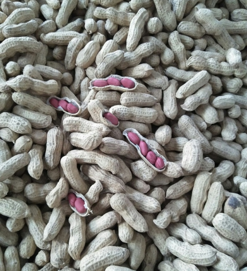 粮花2号(四粒荭)花生种子高产红皮红衣鲜食榨油两用花生种