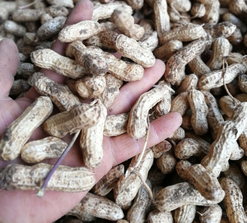 粮花2号(四粒荭)花生种子高产红皮红衣鲜食榨油两用花生种