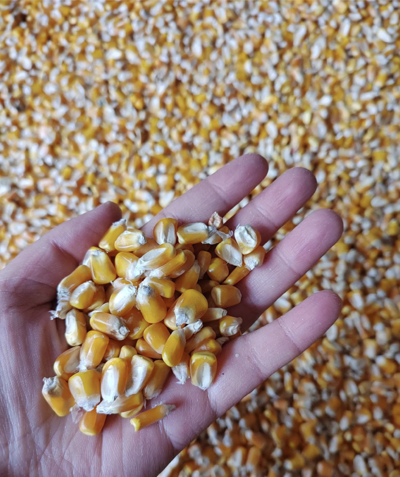 玉米粒3000斤出售，上门收购