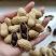 易花4号黑花生种脱壳手选高产抗病春夏播黑皮花生紫花生种