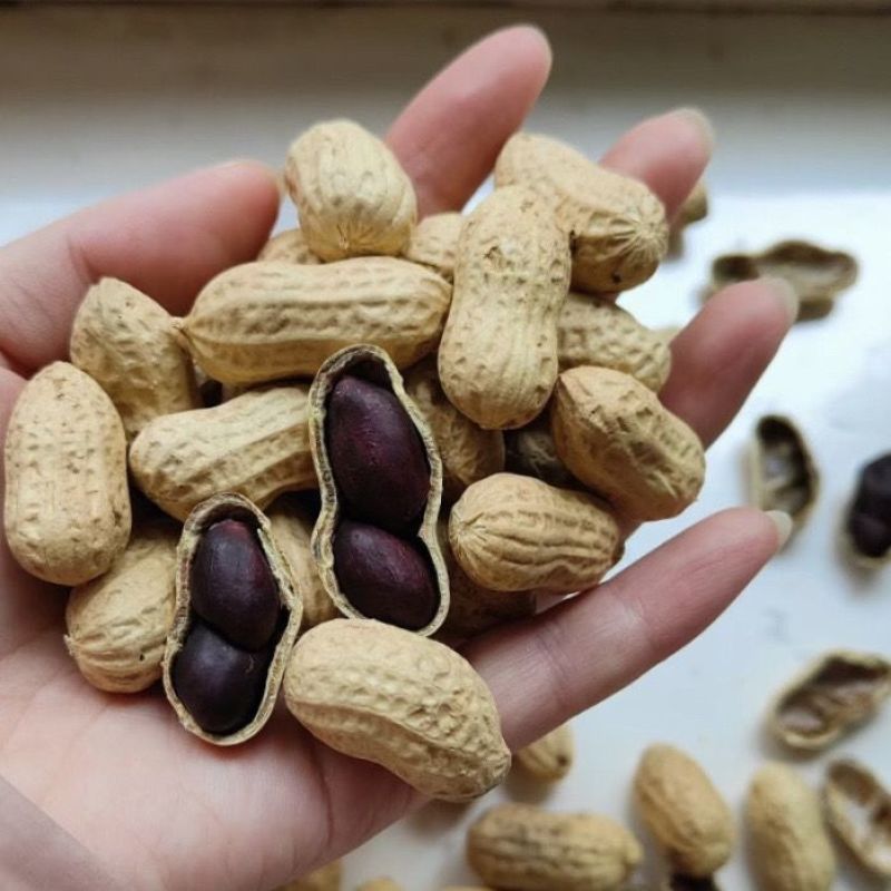 易花4号黑花生种脱壳手选高产抗病春夏播黑皮花生紫花生种