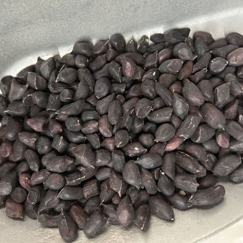 易花4号黑花生种脱壳手选高产抗病春夏播黑皮花生紫花生种