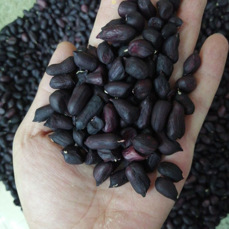 易花4号黑花生种脱壳手选高产抗病春夏播黑皮花生紫花生种