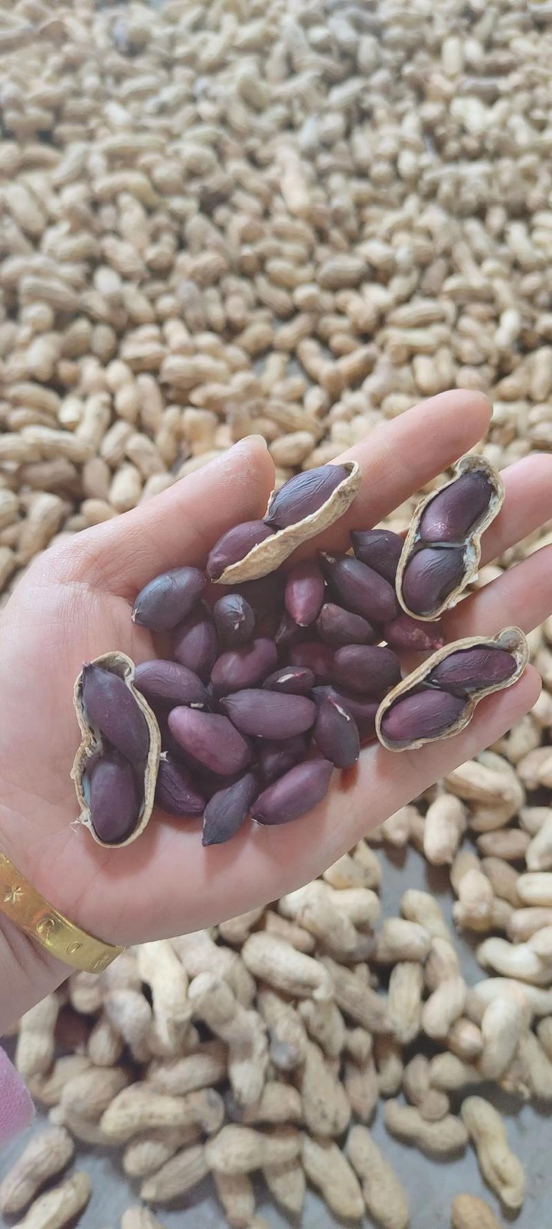 易花4号黑花生种脱壳手选高产抗病春夏播黑皮花生紫花生种