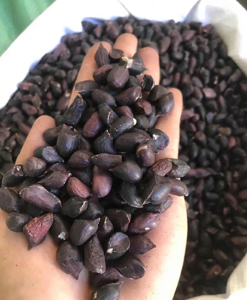 易花4号黑花生种脱壳手选高产抗病春夏播黑皮花生紫花生种