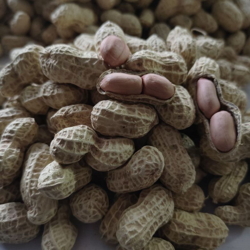 花育25号花生种子薄壳矮杆早熟抗病抗旱高产油食两用花生种