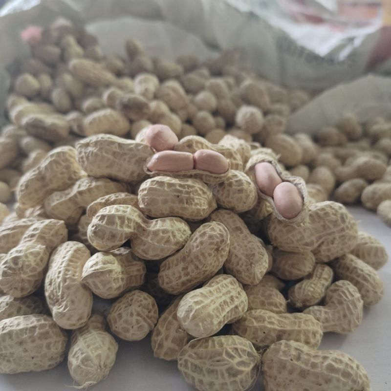 花育25号花生种子薄壳矮杆早熟抗病抗旱高产油食两用花生种