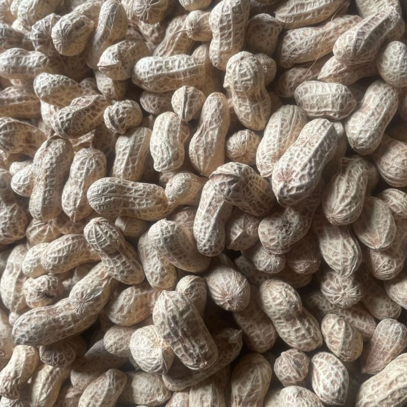 花育25号花生种子薄壳矮杆早熟抗病抗旱高产油食两用花生种