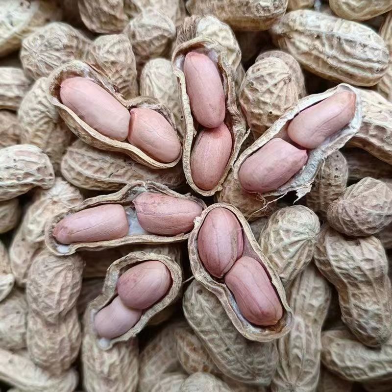 豫农花53花生种子高产粉红皮早熟鲜食榨油两用薄皮壳花生种