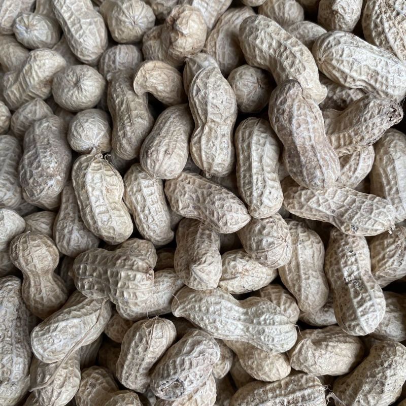 豫农花53花生种子高产粉红皮早熟鲜食榨油两用薄皮壳花生种