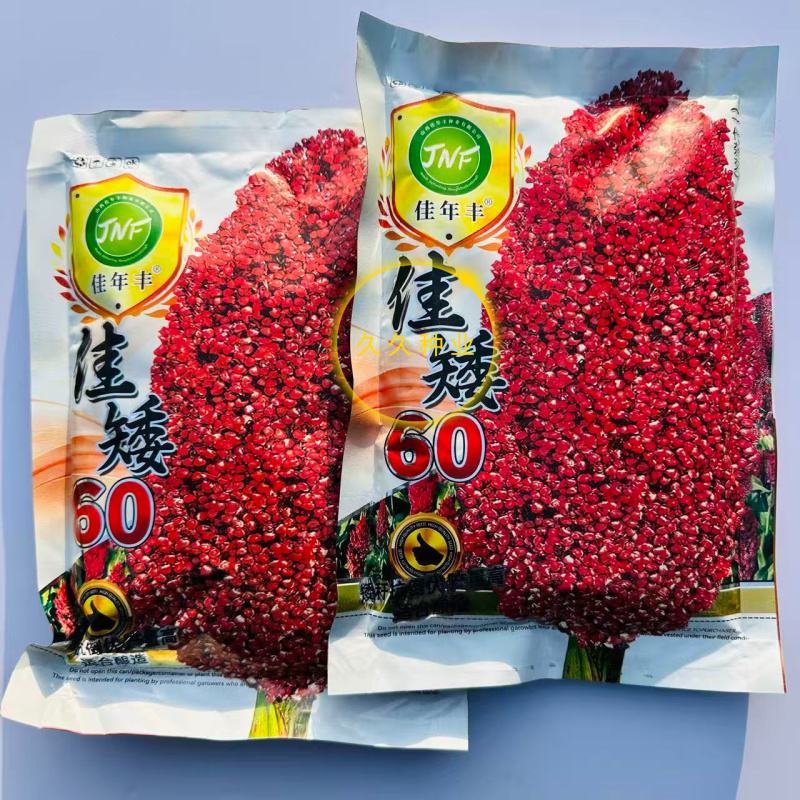 佳矮60高粱种子矮杆高粱种子酿酒红高粱种子抗鸟酿造型高产