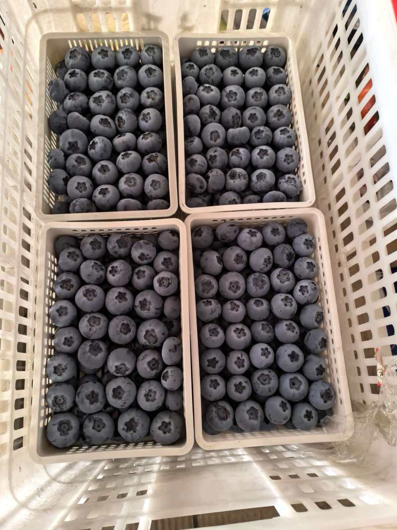 山东日照莒县蓝莓
