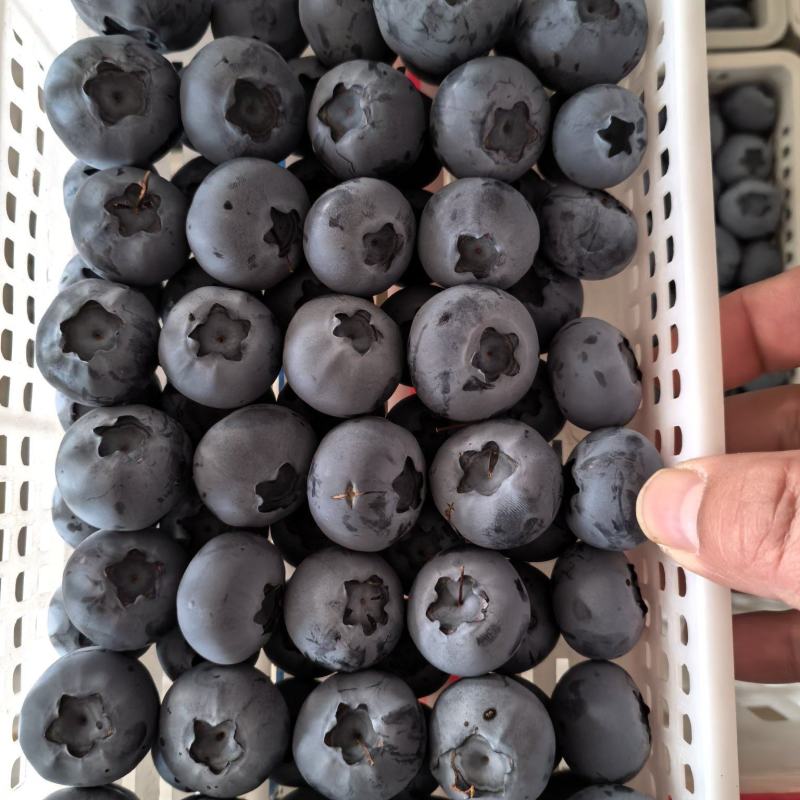 山东日照莒县果庄蓝莓