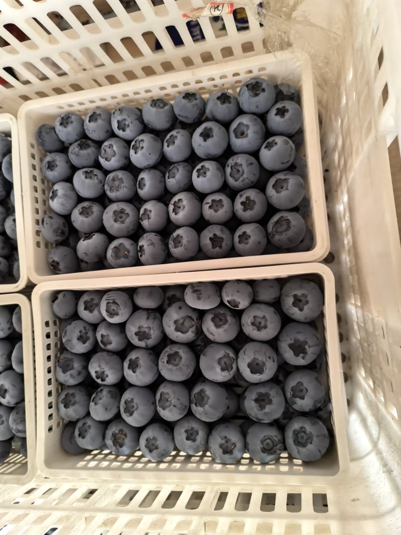 山东日照莒县果庄蓝莓