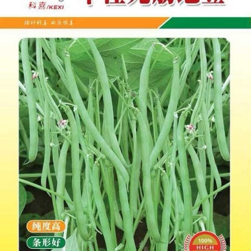 四季豆种子早佳无筋地豆不爬蔓不搭架无筋地豆早熟好品质