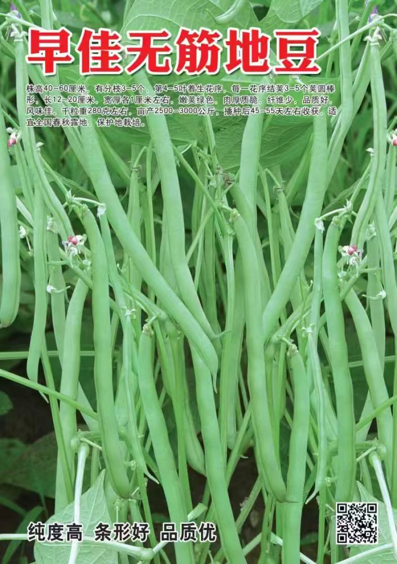 四季豆种子早佳无筋地豆不爬蔓不搭架无筋地豆早熟好品质