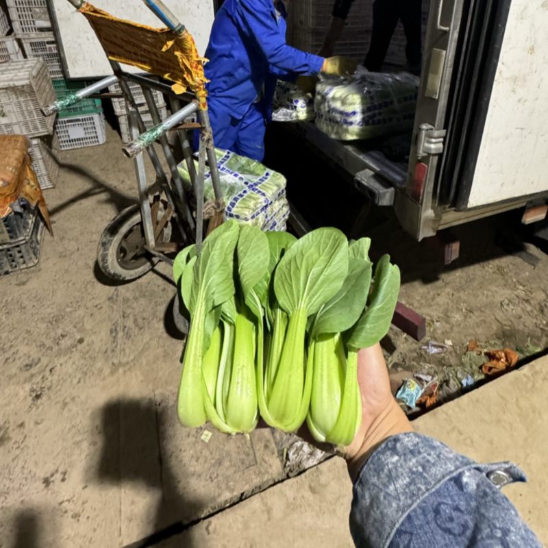 山东上海青油菜基地一手货源对接电商市场商超可视频