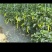 衢白辣椒预售。价格随行就市。量大从优