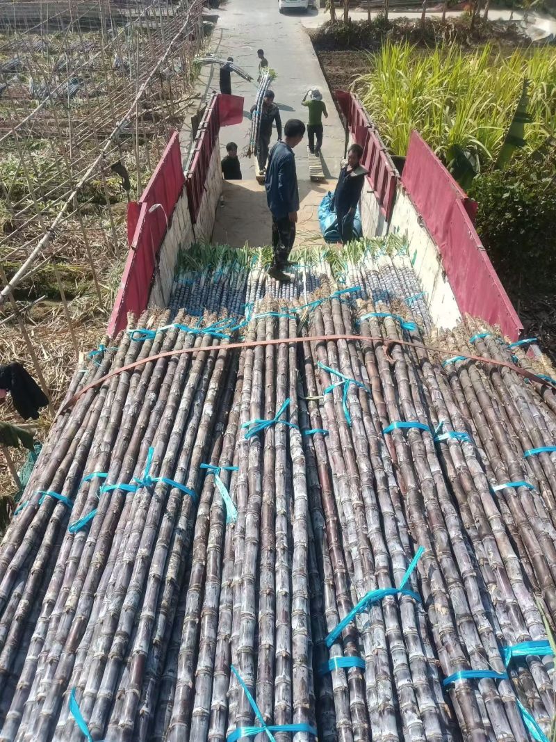黑皮甘蔗品质优新鲜基地直供可视频看货欢迎咨询来电