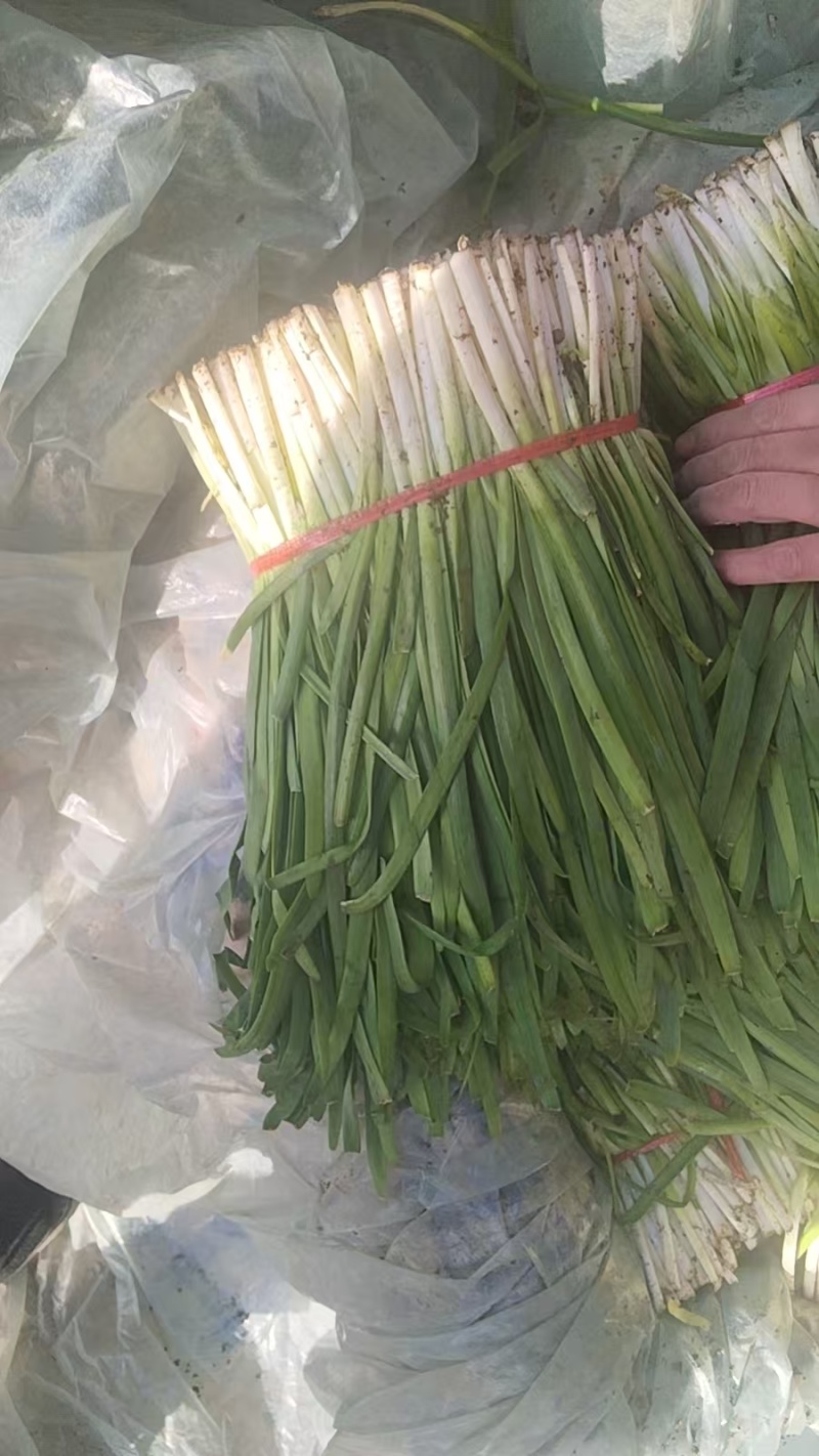 专业韭菜代办