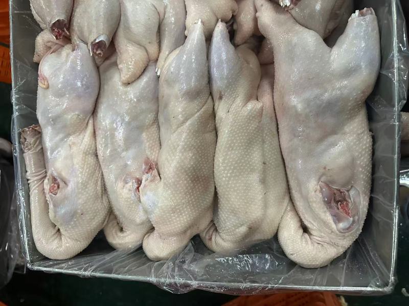 一级三光鹅有货
