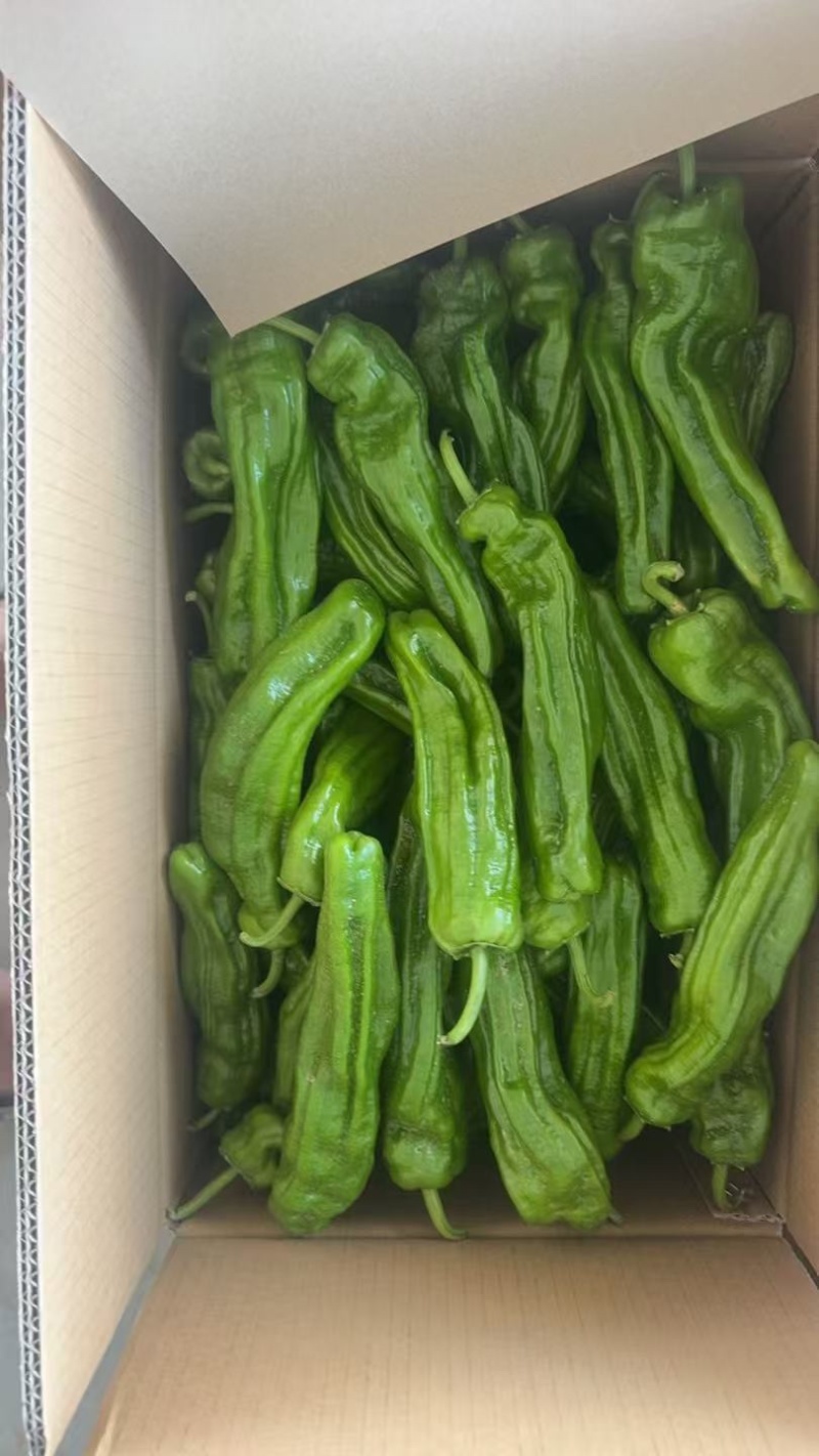 精品薄皮青椒，量大质量保证，按需包装！欢迎选购！