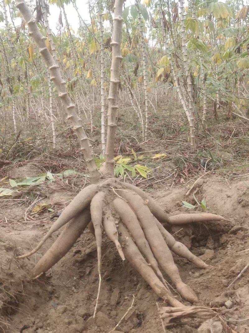 桂热10号香糯木薯