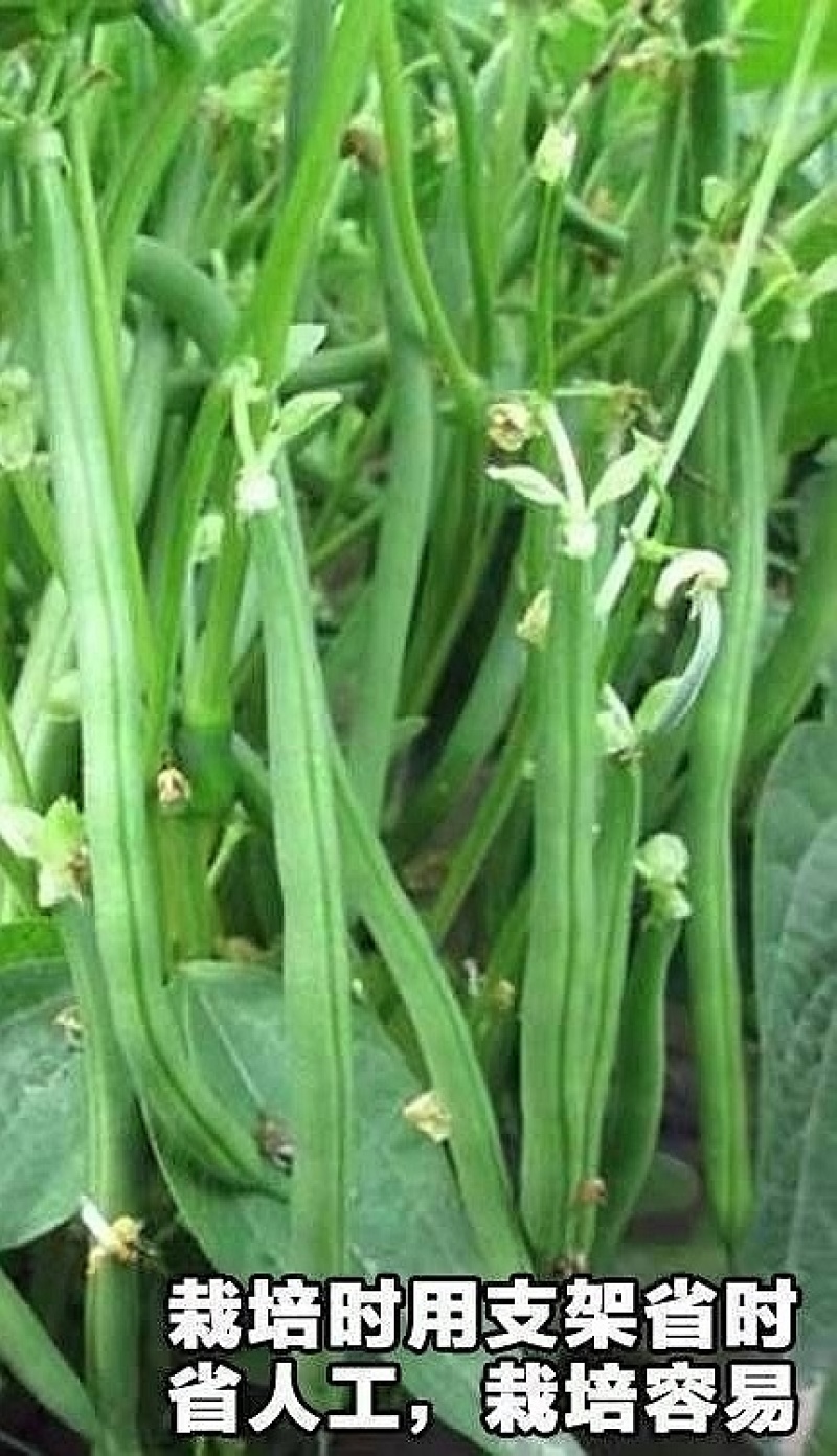 四季豆种子早佳无筋地豆不爬蔓不搭架无筋地豆早熟好品质