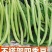 四季豆种子早佳无筋地豆不爬蔓不搭架无筋地豆早熟好品质