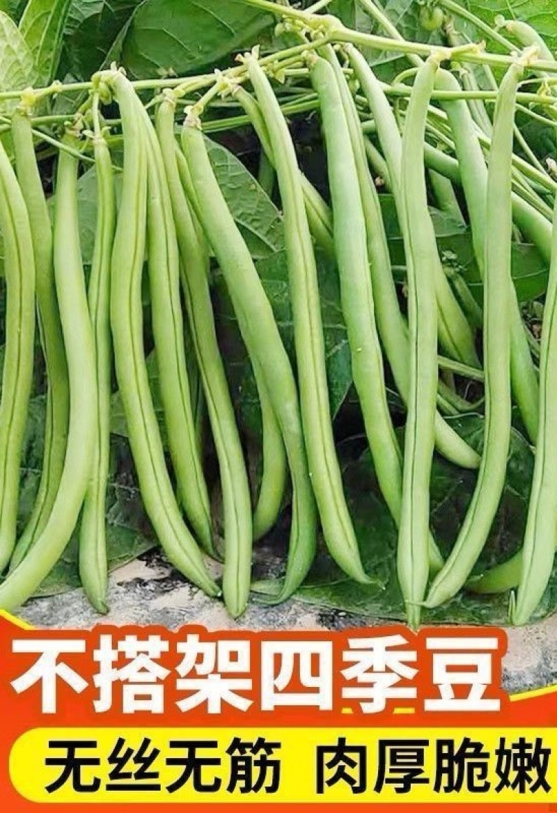 四季豆种子早佳无筋地豆不爬蔓不搭架无筋地豆早熟好品质