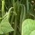 四季豆种子早佳无筋地豆不爬蔓不搭架无筋地豆早熟好品质
