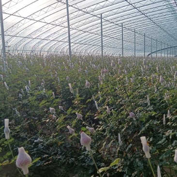 玫瑰花