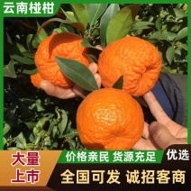 云南丑柑晚芦椪柑大量上市！产地直采直发代收