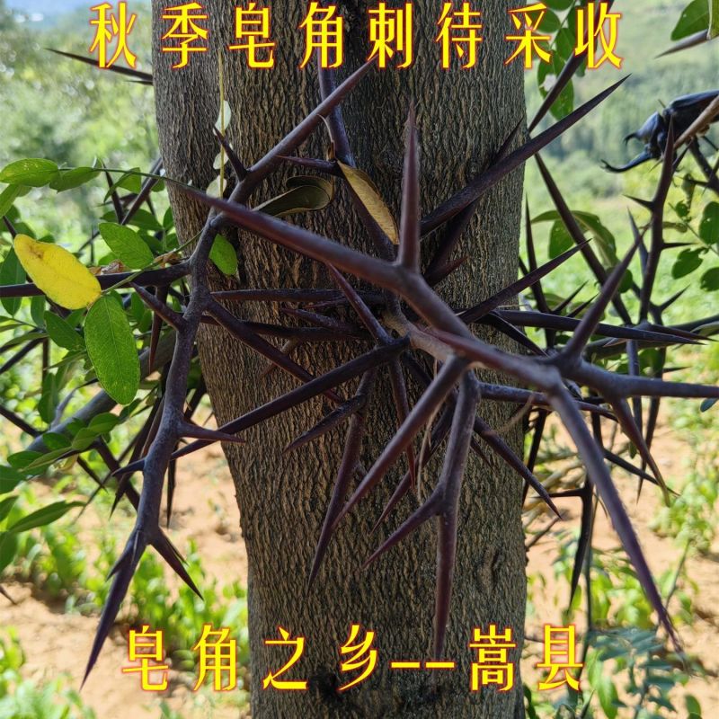 皂角之乡皂刺纯刺野生皂角刺皂荚刺天丁棘刺新货中药材拔毒纯