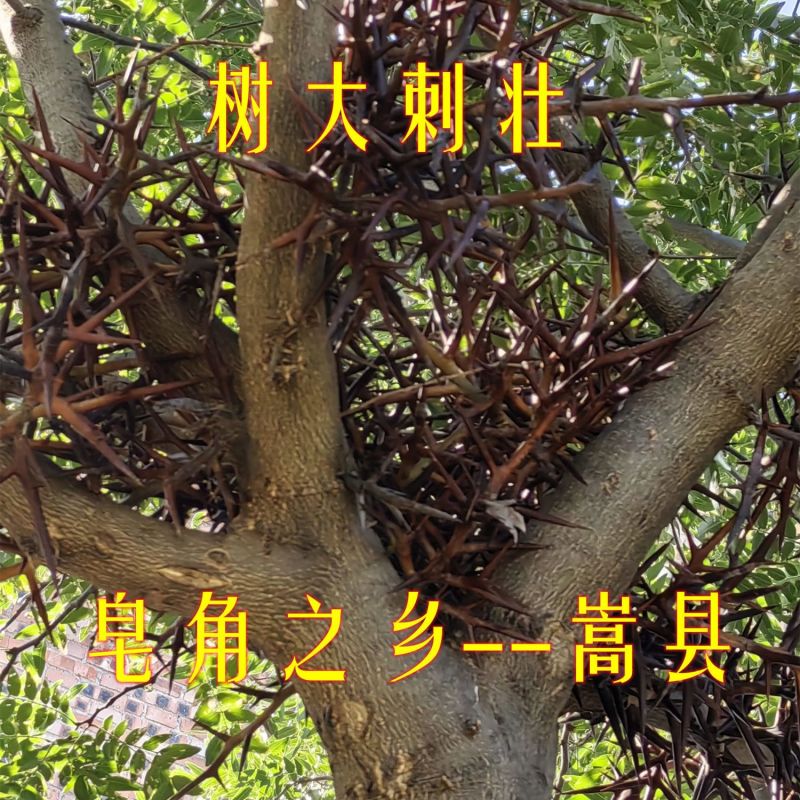 皂角之乡皂刺纯刺野生皂角刺皂荚刺天丁棘刺新货中药材拔毒纯