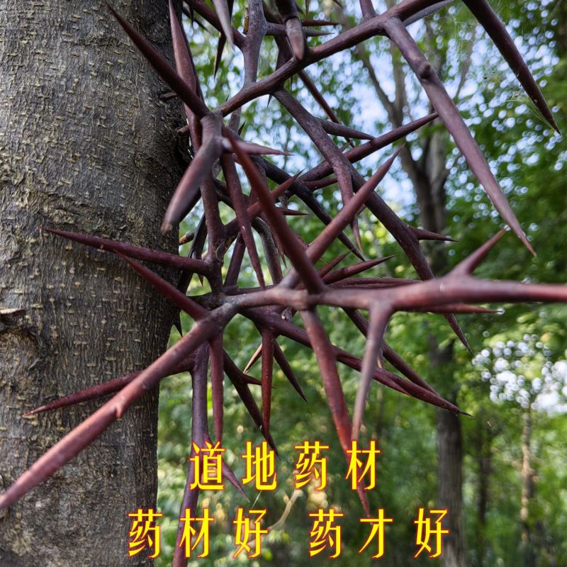 皂角之乡皂刺纯刺野生皂角刺皂荚刺天丁棘刺新货中药材拔毒纯