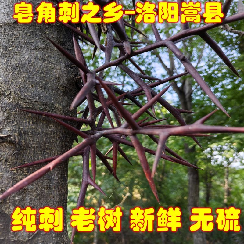 皂角之乡皂刺纯刺野生皂角刺皂荚刺天丁棘刺新货中药材拔毒纯