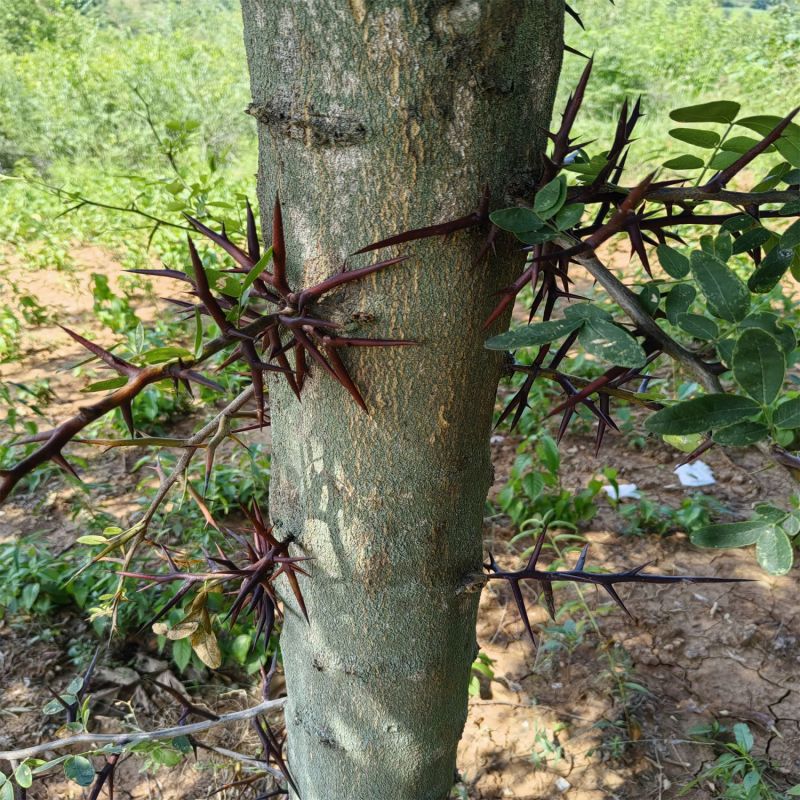 皂角之乡皂刺纯刺野生皂角刺皂荚刺天丁棘刺新货中药材拔毒纯
