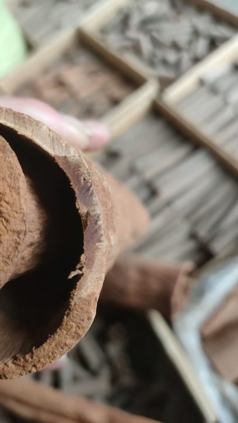 紫油桂