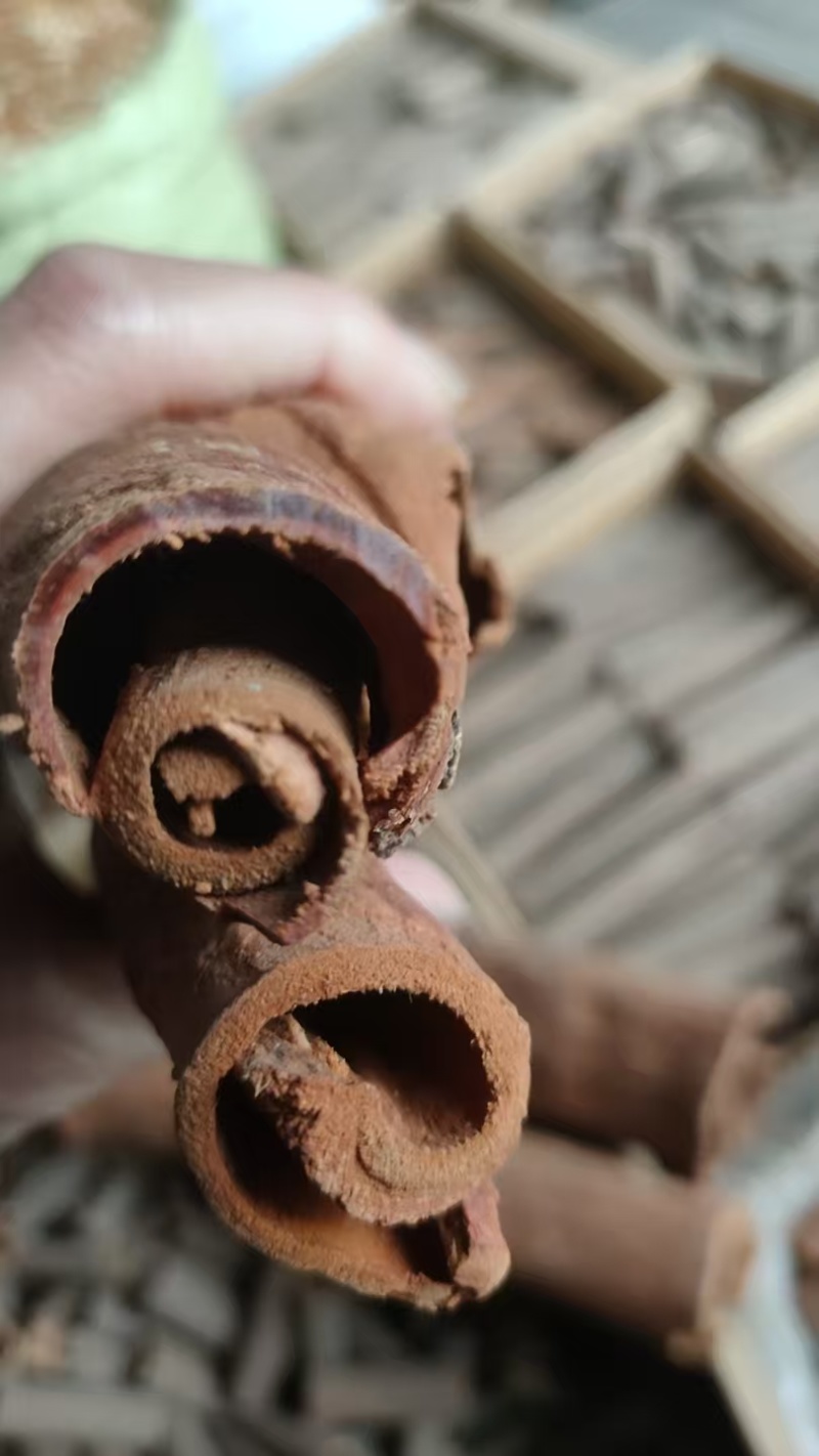 紫油桂