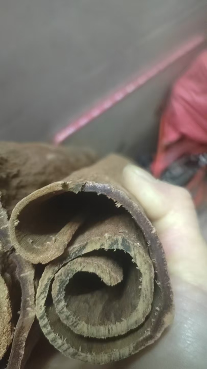 紫油桂