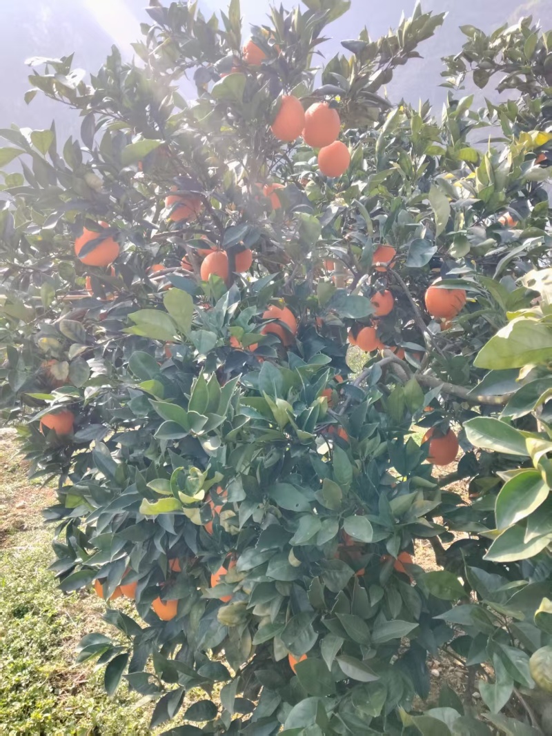 正宗奉节脐橙