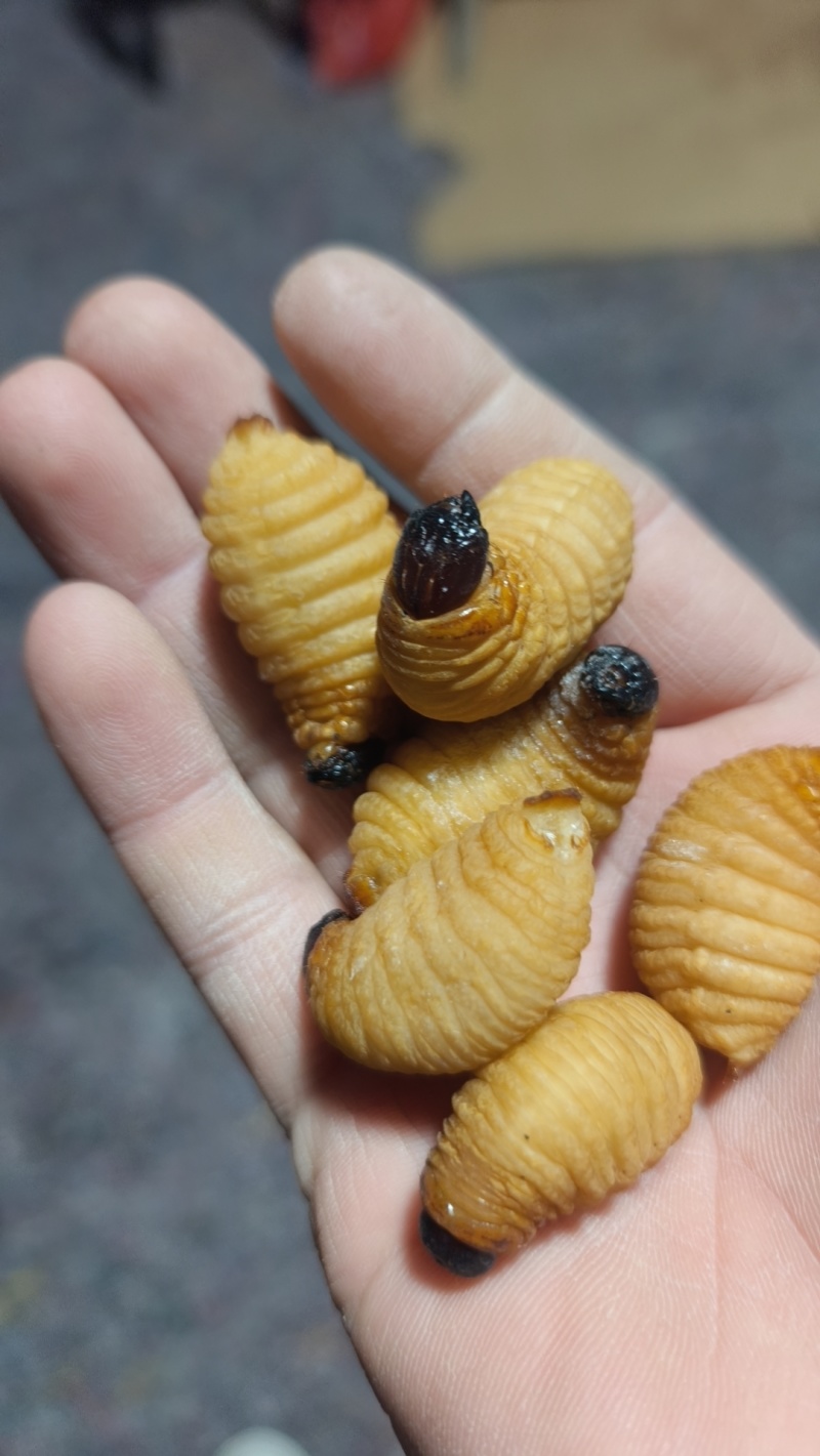 精品竹笋虫，一手货源，量大价优！欢迎随时联系