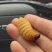 精品竹笋虫，一手货源，量大价优！欢迎随时联系