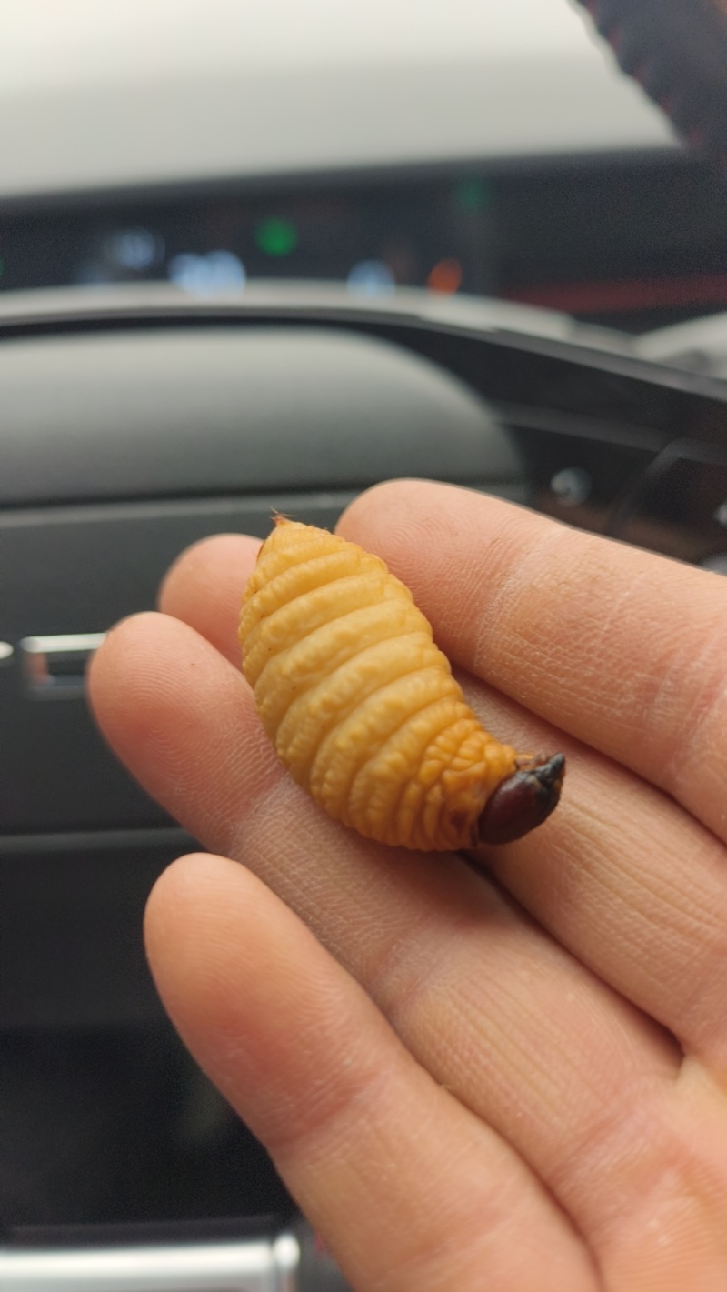 精品竹笋虫，一手货源，量大价优！欢迎随时联系