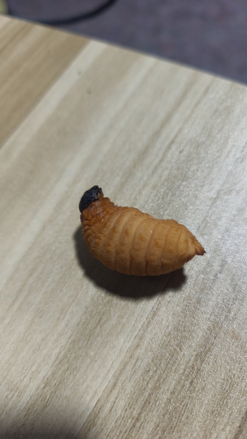 精品竹笋虫，一手货源，量大价优！欢迎随时联系