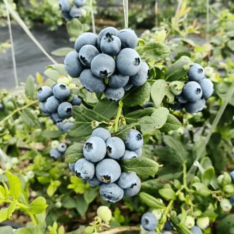大凉山花香蓝莓