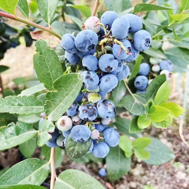 大凉山花香蓝莓
