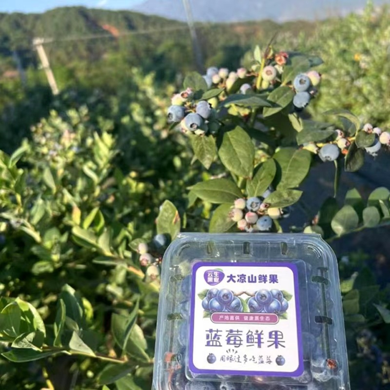 大凉山花香蓝莓