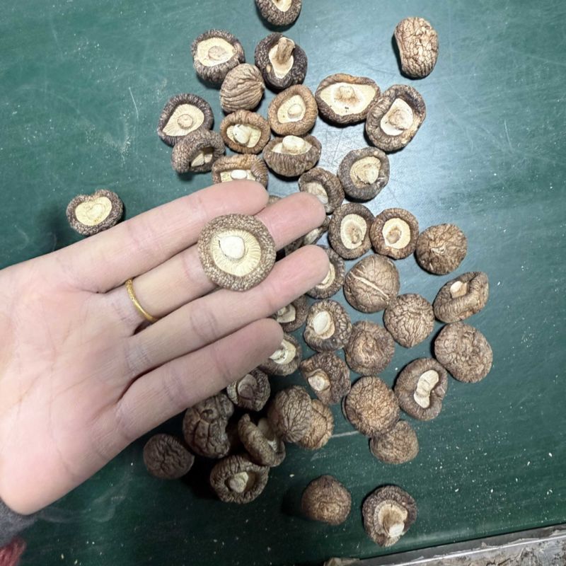 包邮2.5-3烘干香菇烘干冬菇干香菇2026新货